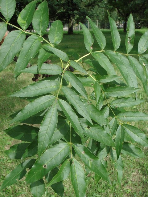 Fraxinus angustifolia feuille